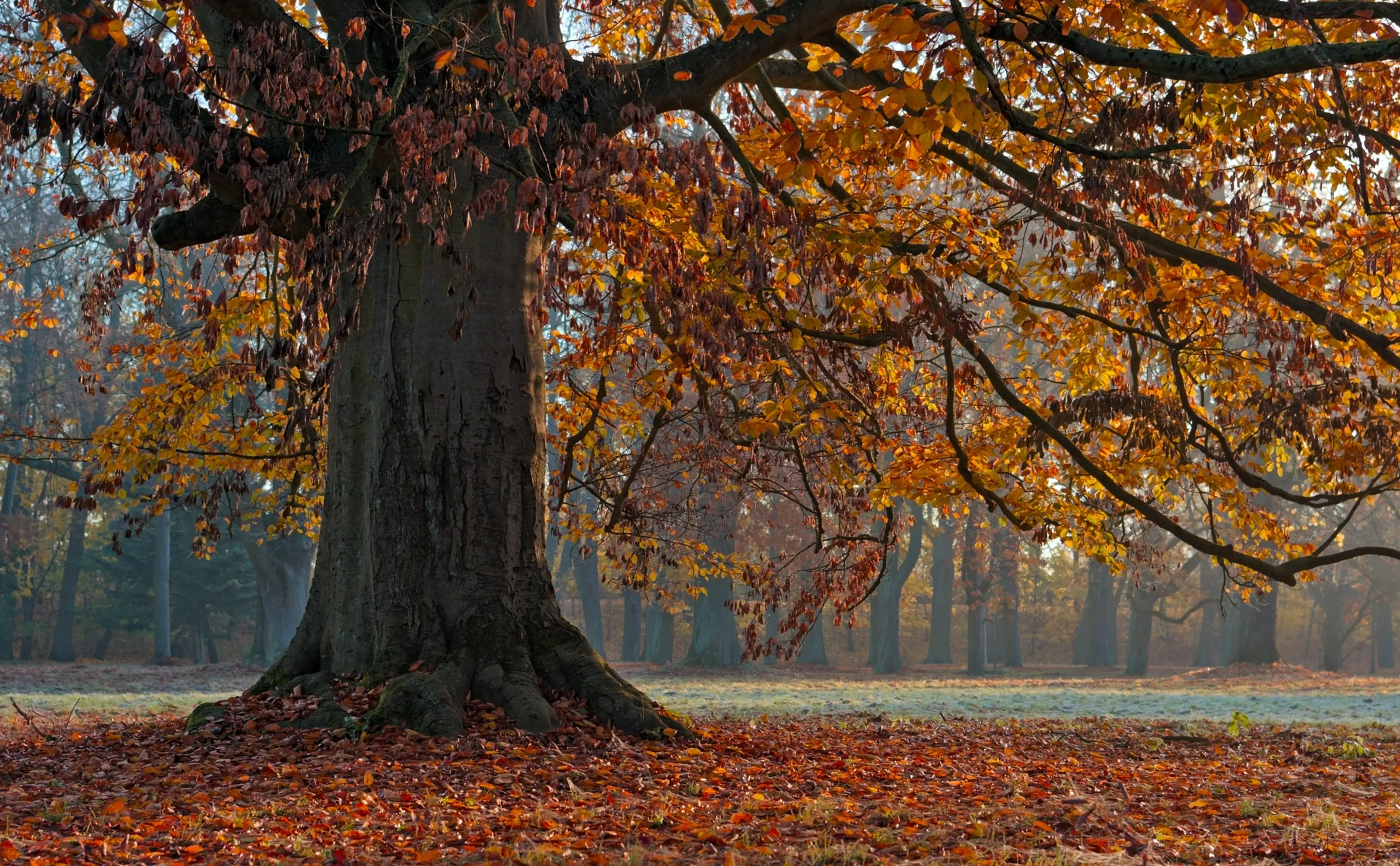 Monumentale beuk in herfsttooi