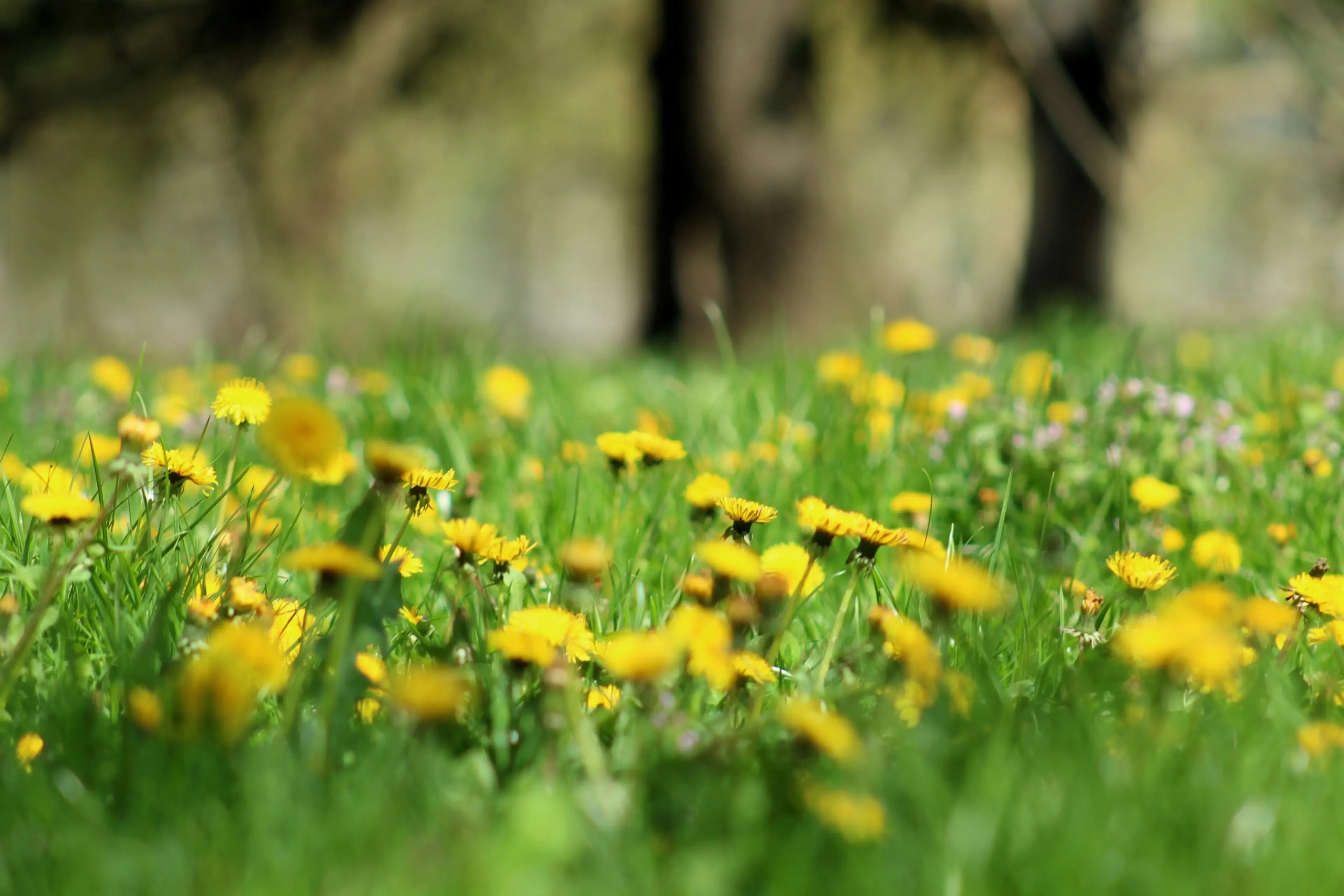 Grasland met gele bloemen