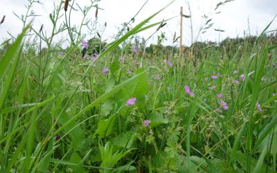 kruidenrijk grasland
