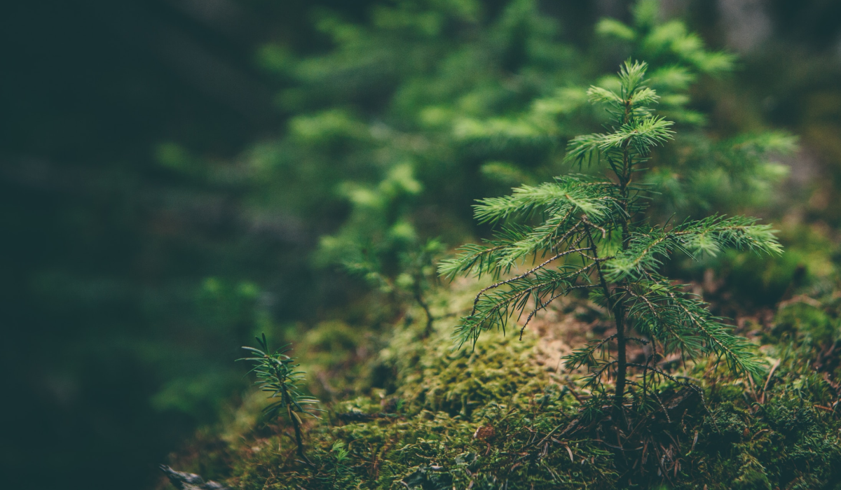 Voedselbos pine plant