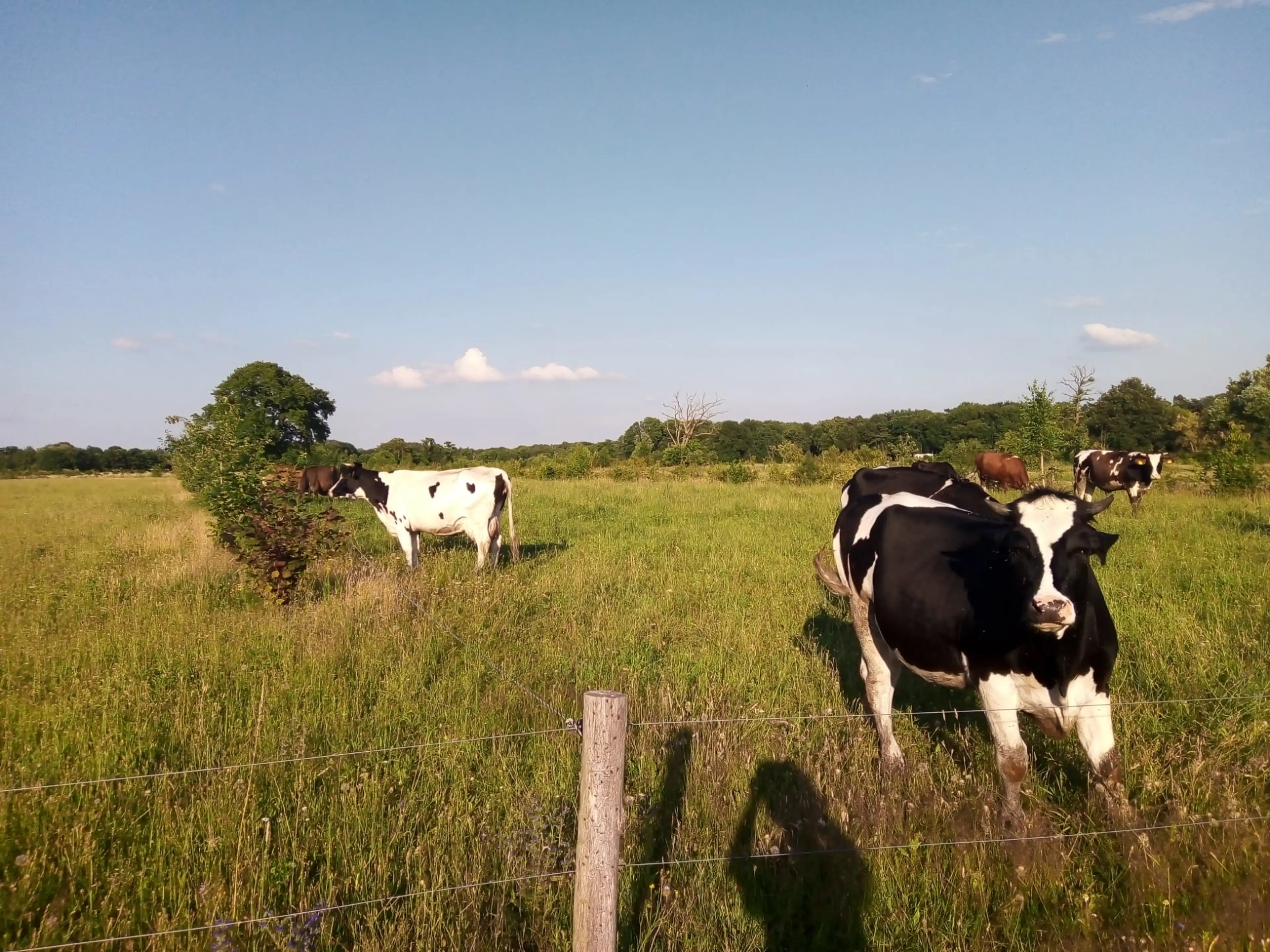 Koeien met toegang tot meerjarige