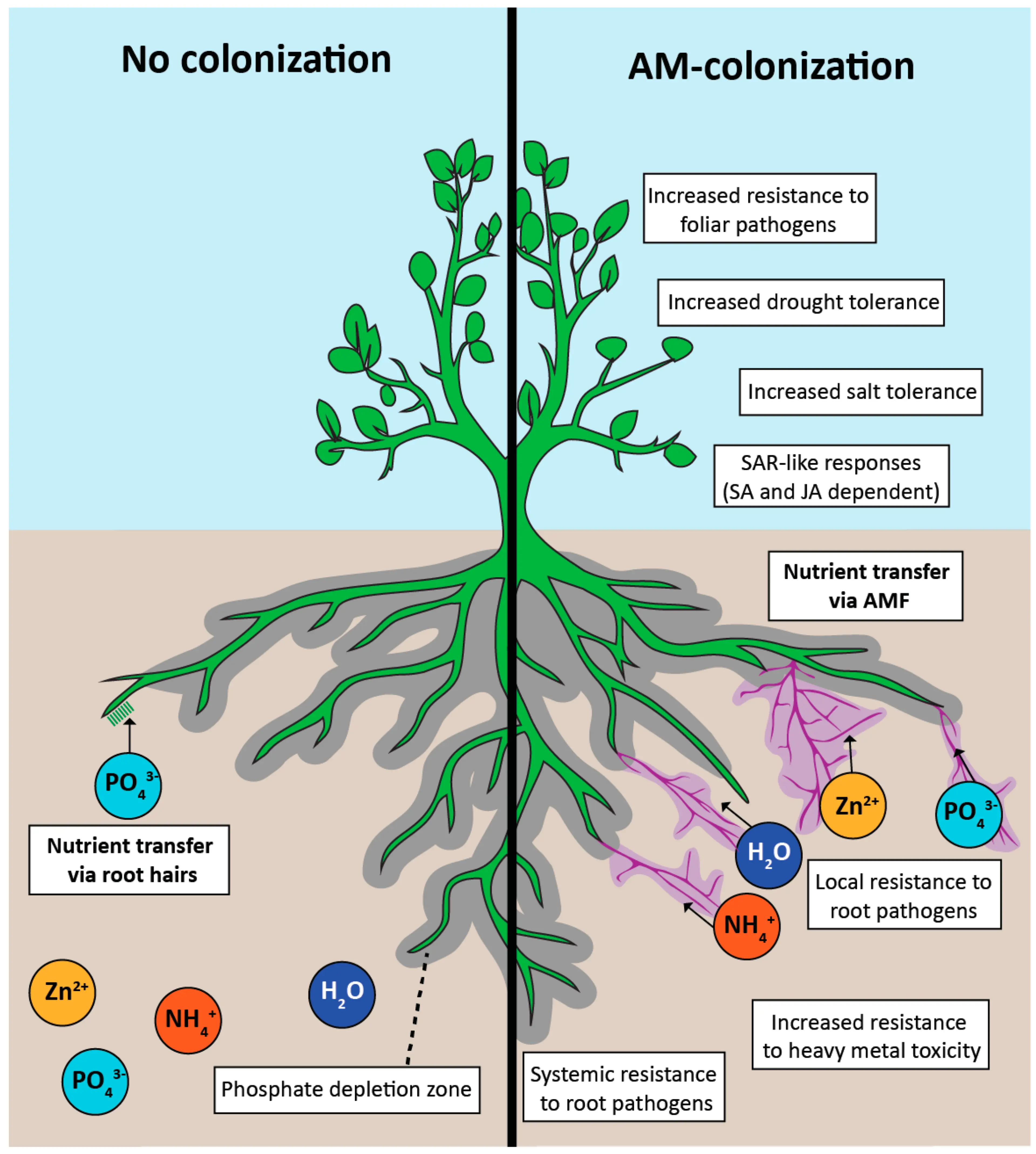 Arbusculaire mycorrhizae