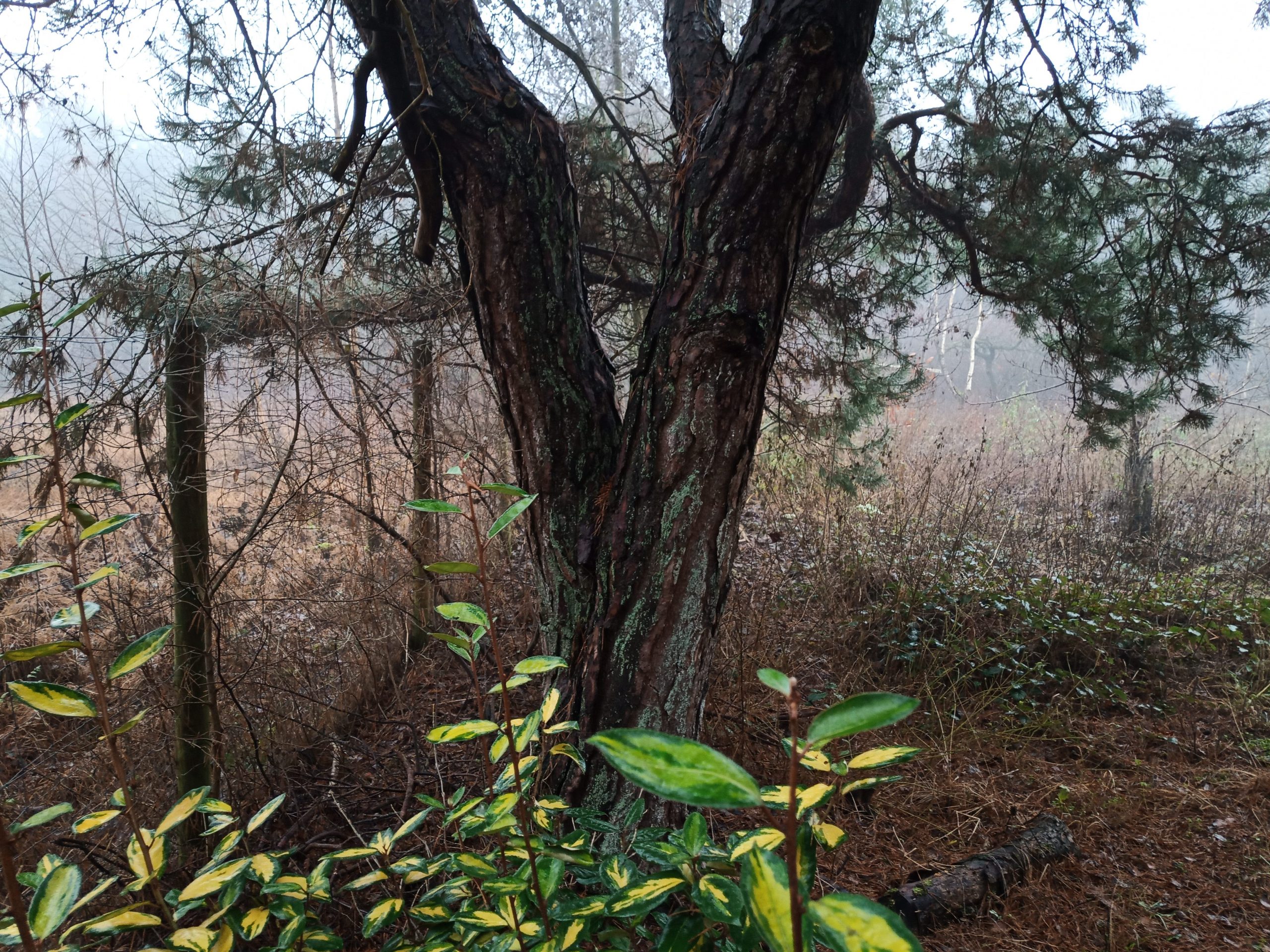 Eleagnus in eiken-dennenbos