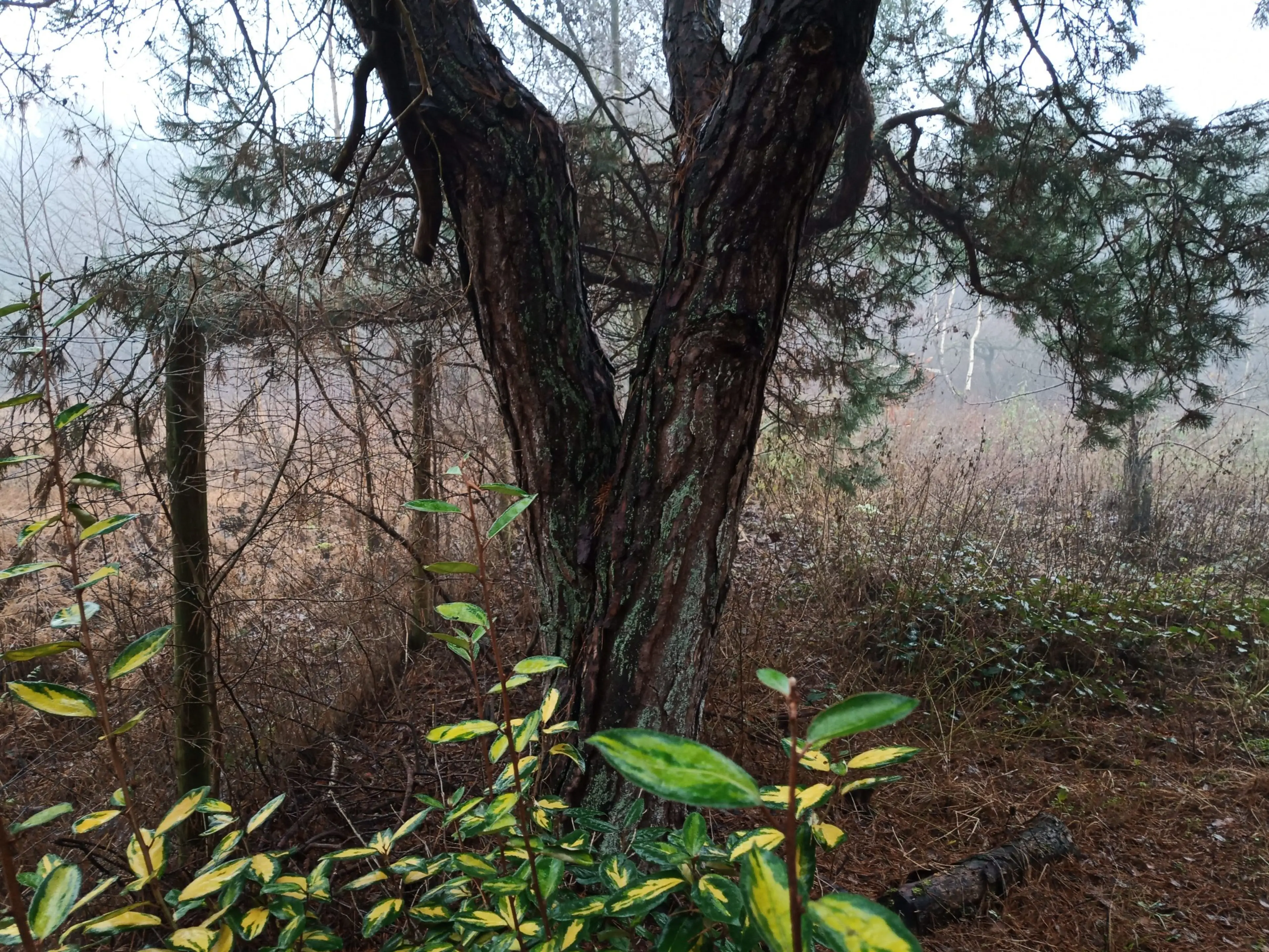 Eleagnus in eiken-dennenbos