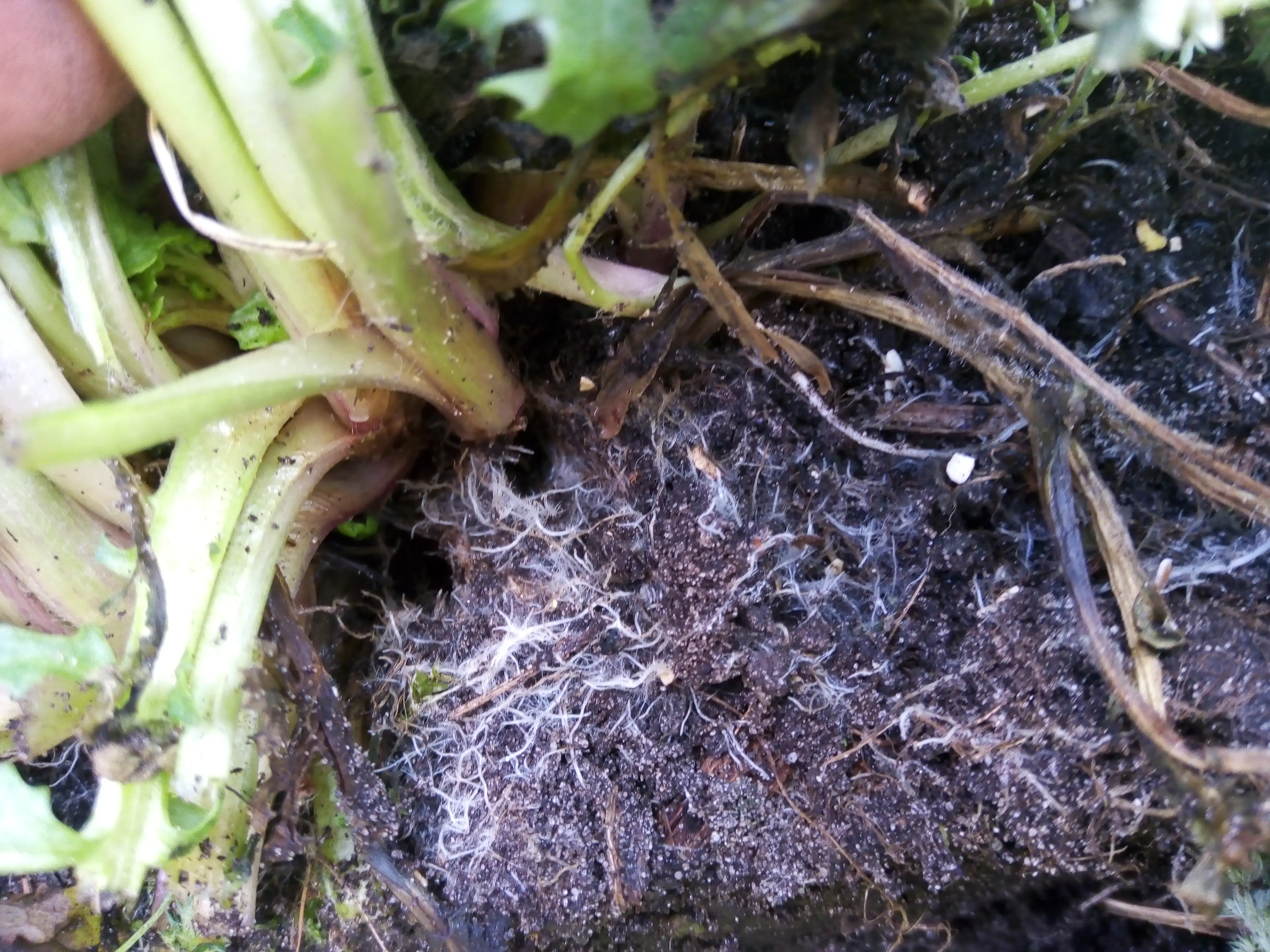 Wortels gekoloniseerd met mycorrhizae