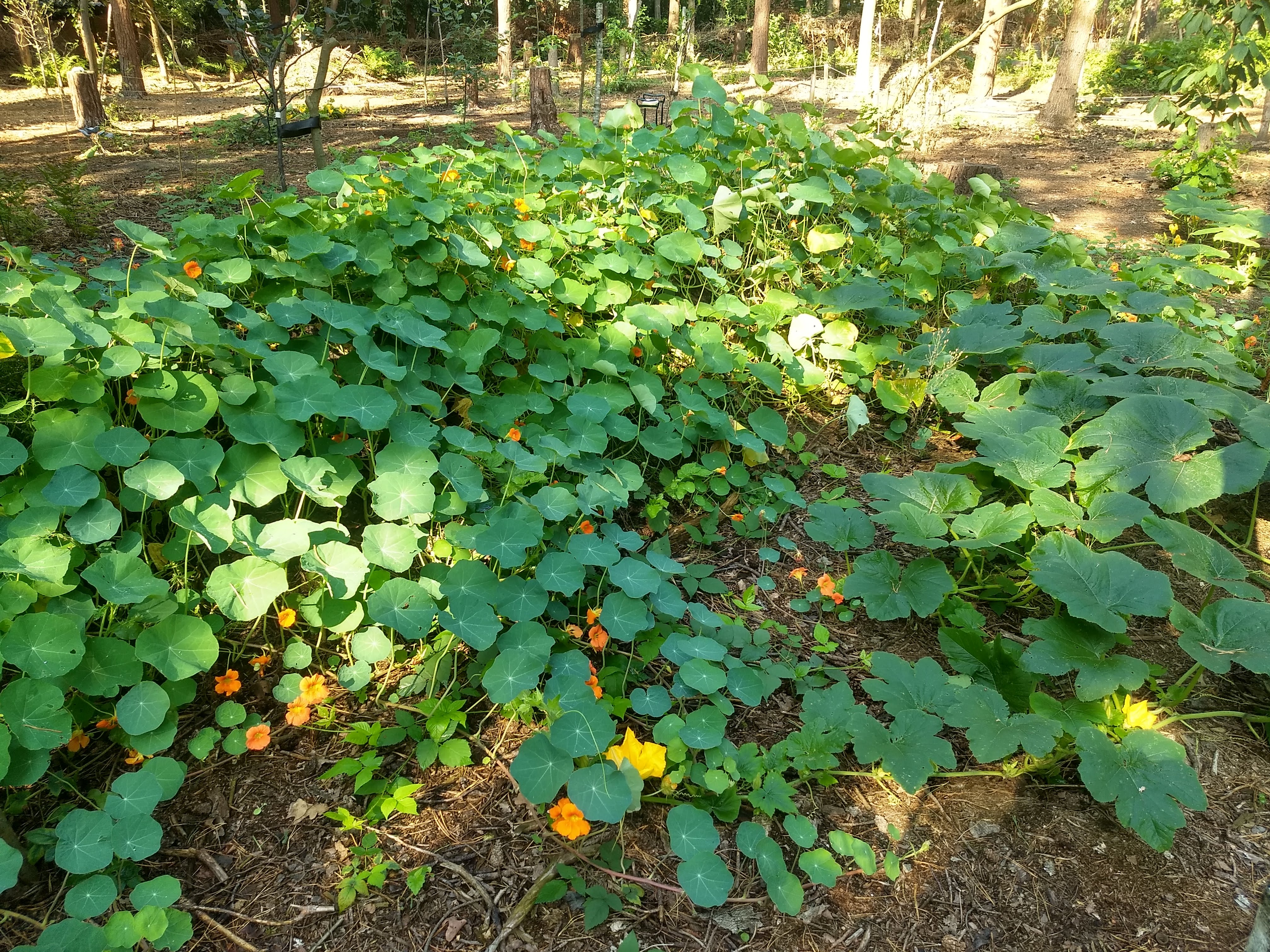 Hugelbed met oost indische kers