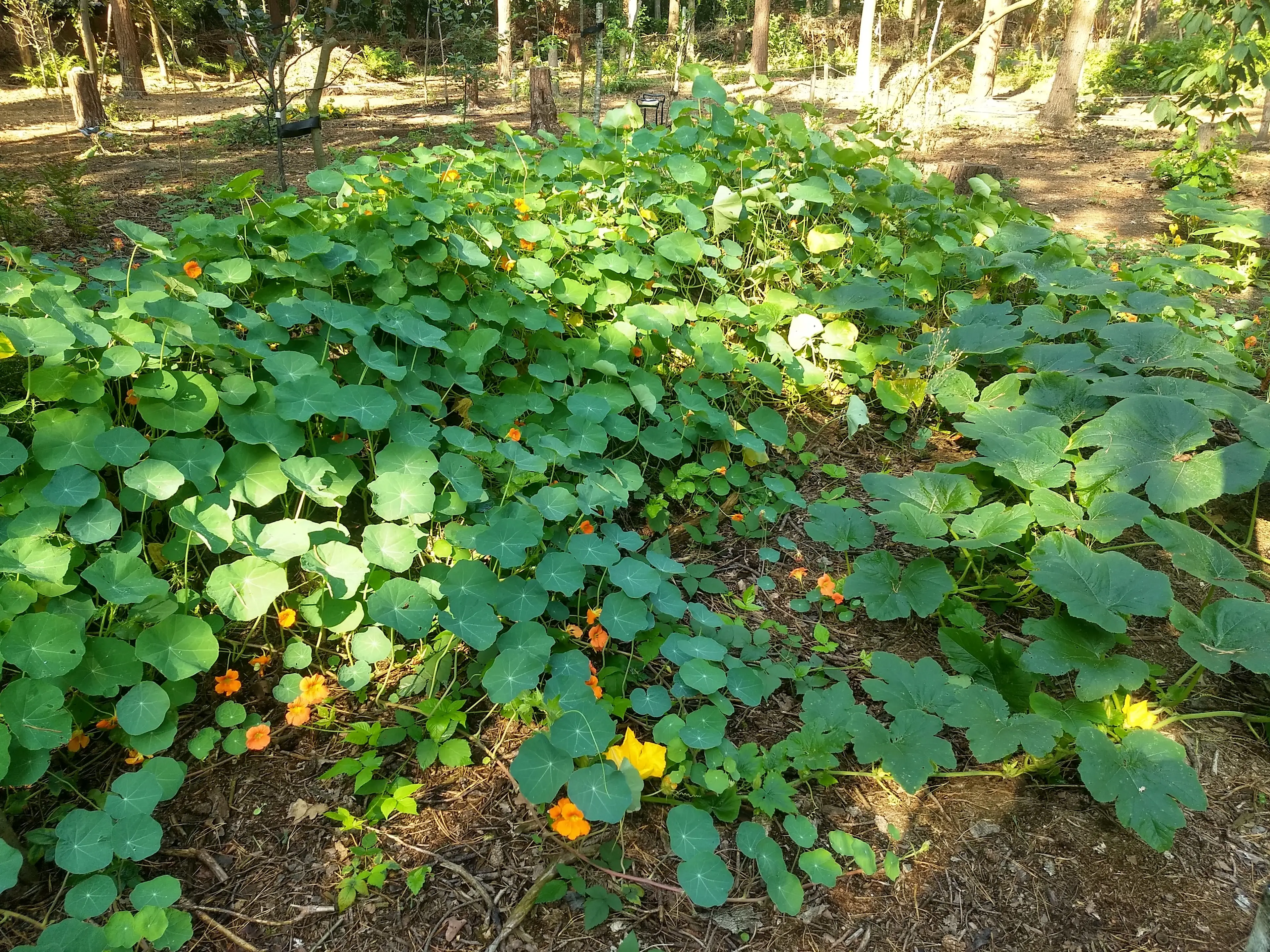 Hugelbed met oost indische kers