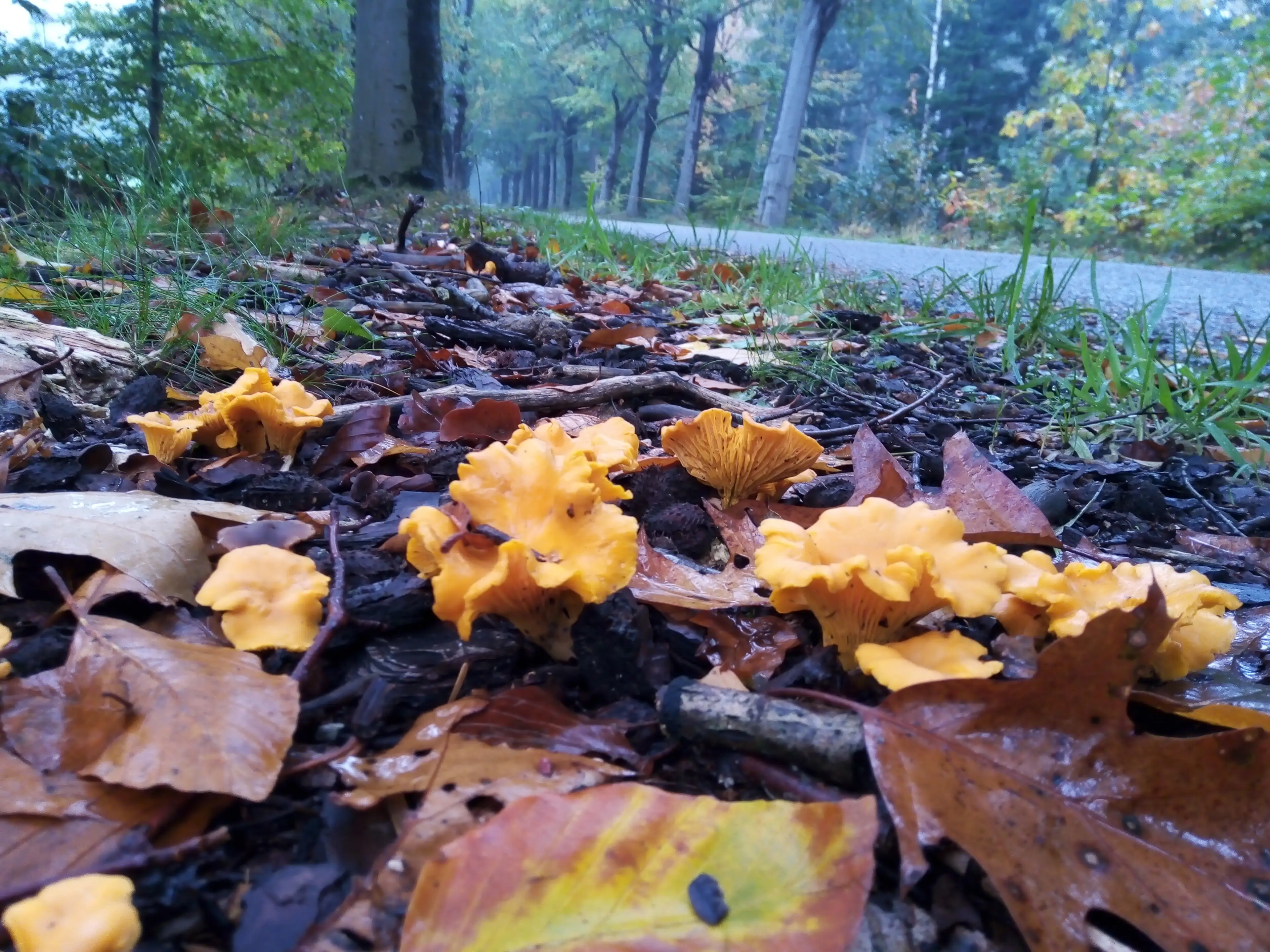 Cantharellen in een paddenstoelen laan