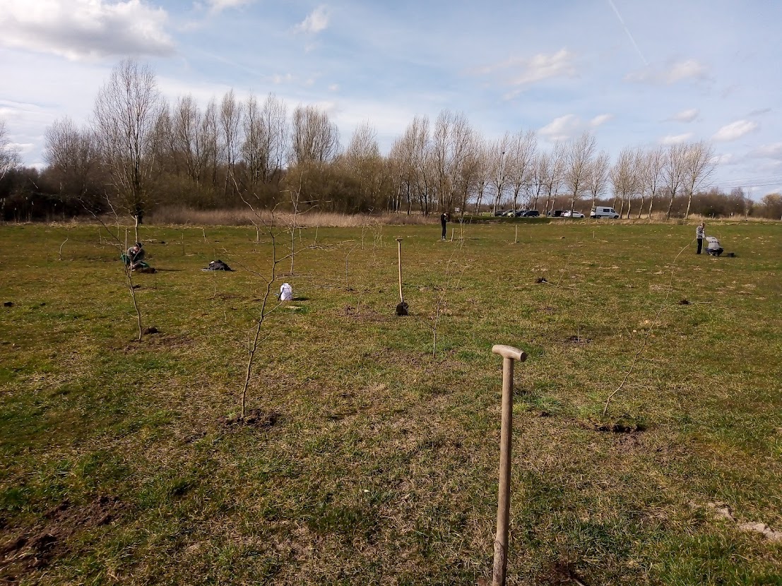 De eerste aanplant bij de Haverleij