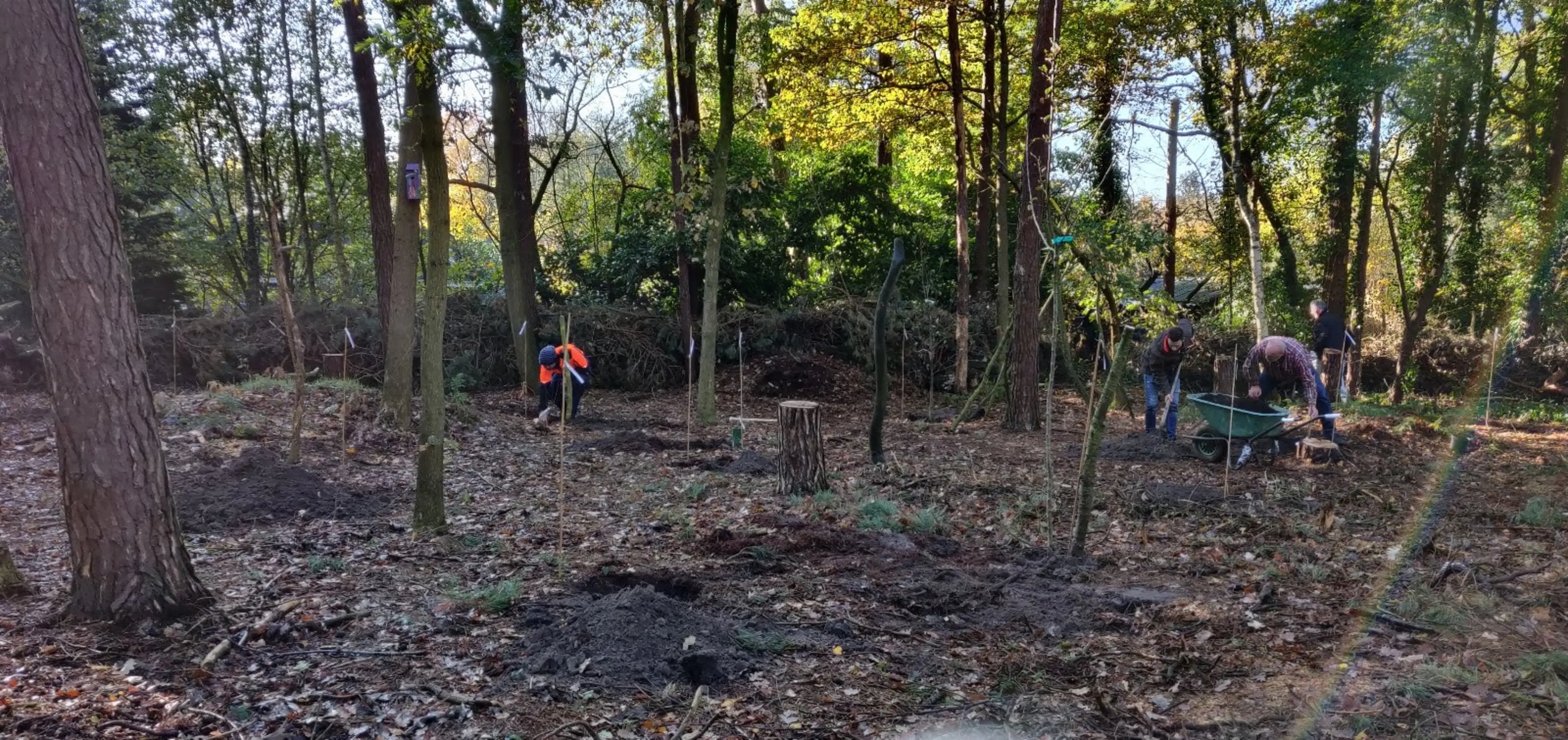 Dunnen en aanplanten in een bestaand bos