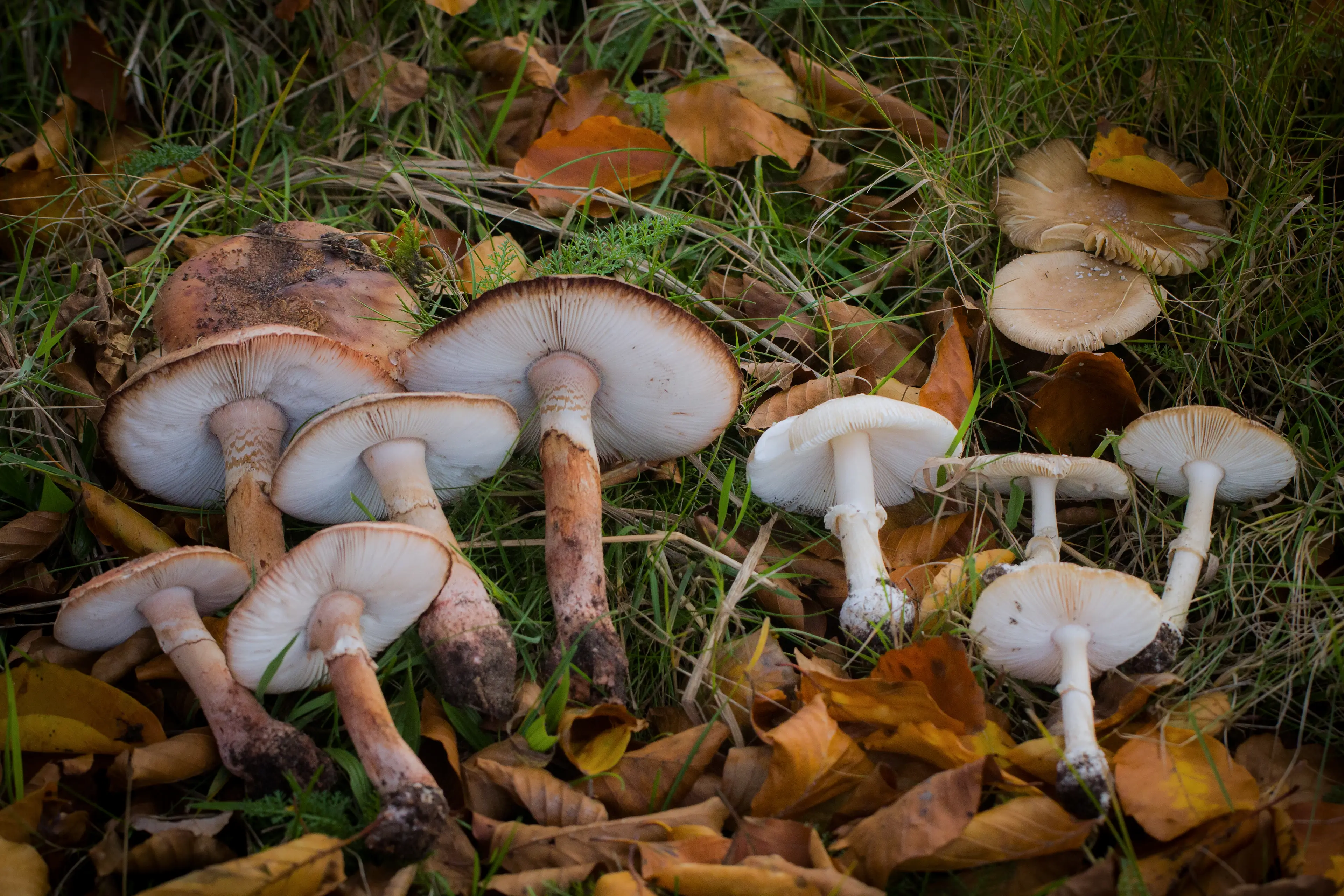De eetbare Parelamaniet (links) en de giftige/hallucinogene Panteramaniet (Rechts)