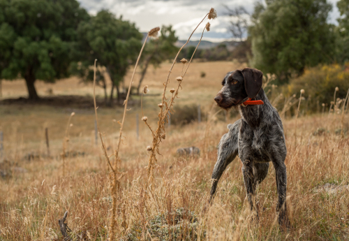 Dog-on-point-while-hunting-quails