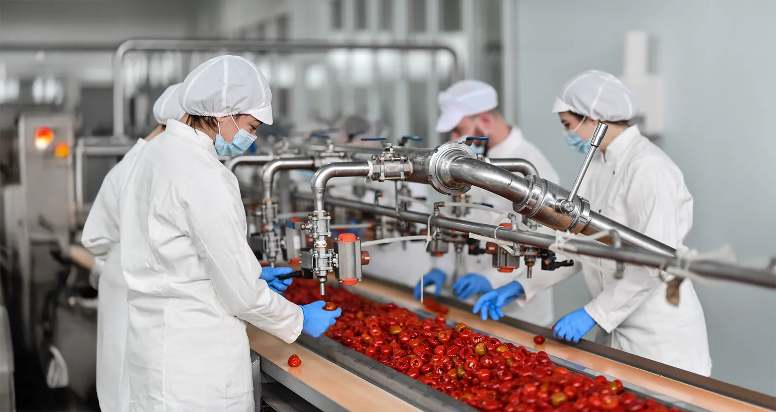Trois personnes habillées en tenue de travail d'usine nettoient une grande quantité de tomates.
