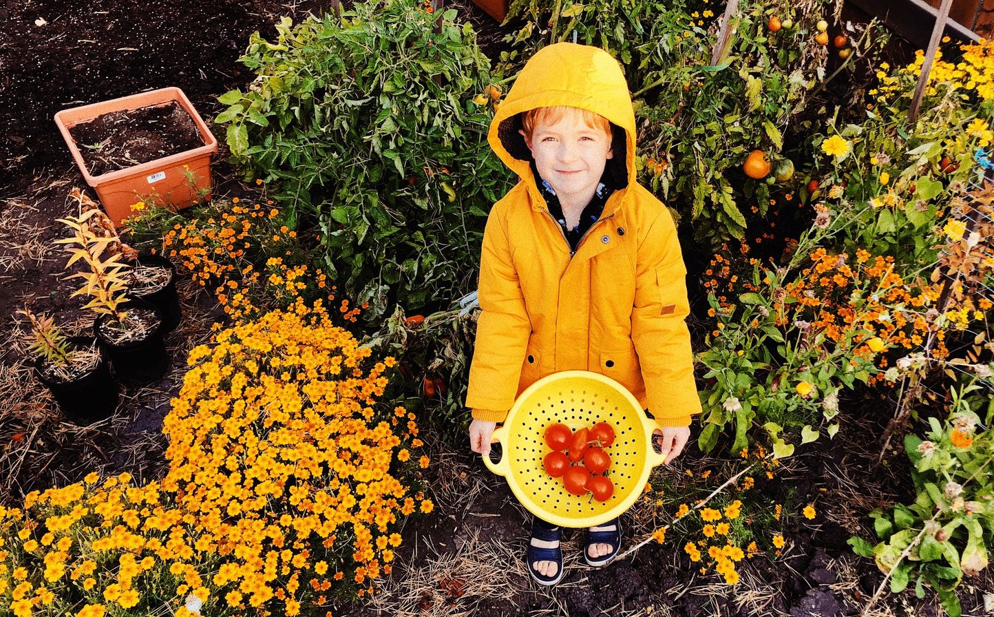 A young boy stands in a garden, wearing a yellow raincoat and holding a basket of tomatoes.