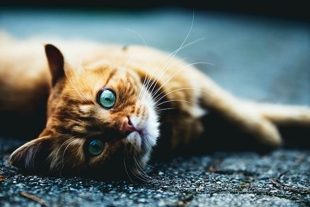 simone-dalmeri-pKnpMFEf50Y-unsplash