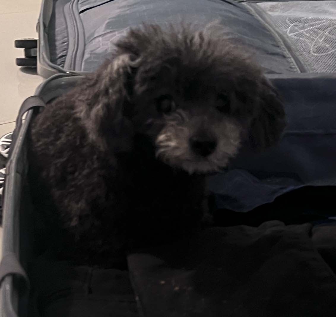 香港-多倫多 寵物移民DIY-PIC 流程 (Pet-in-Cabin) 2