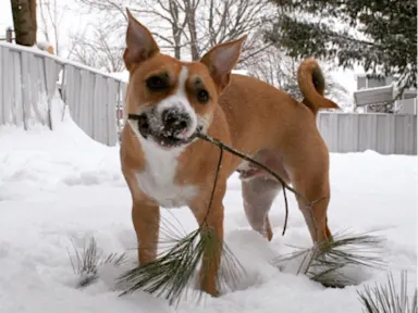 Small dog playing in the snow holding a stick Wally