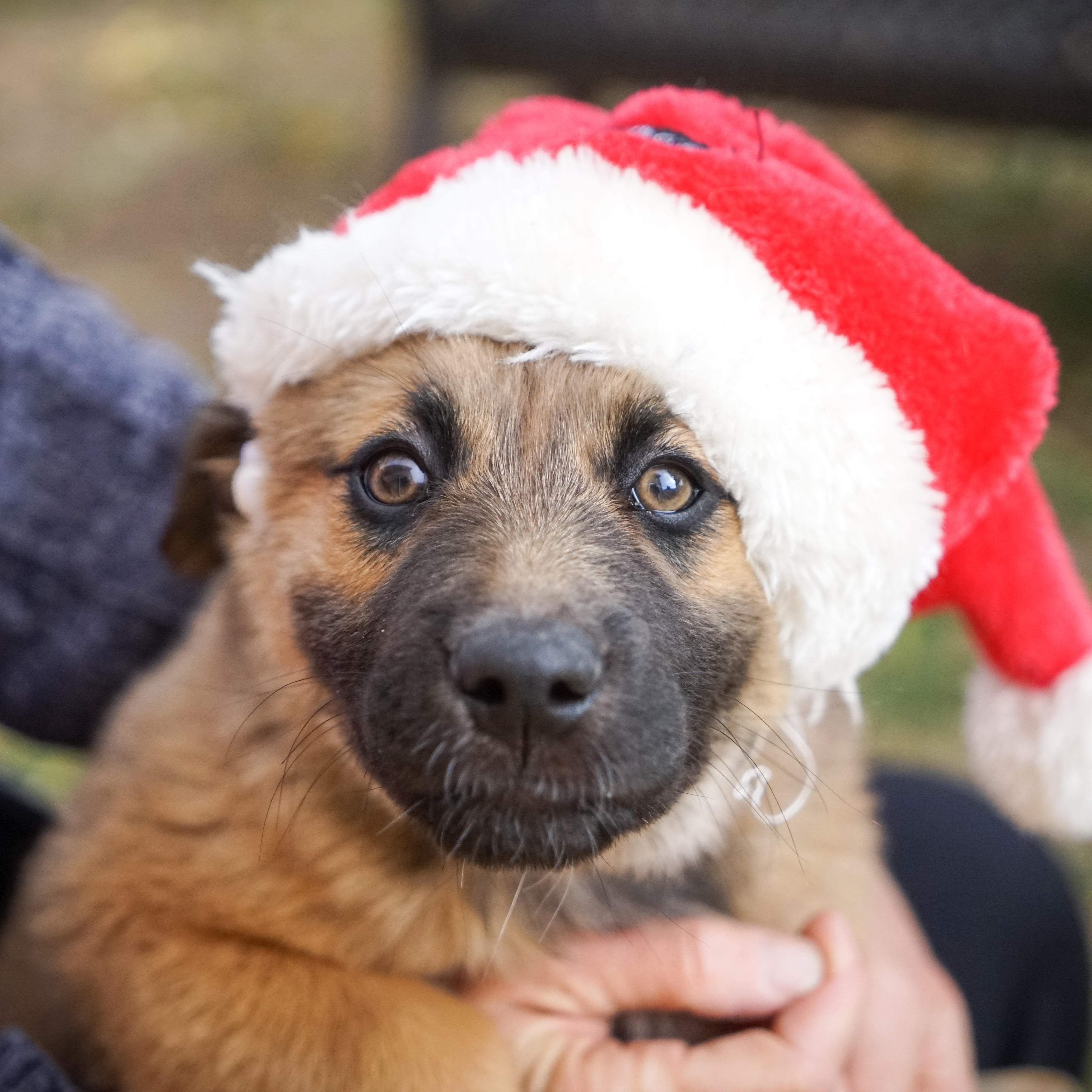 Brown dog with red and white christmas bonnet looking into the camera