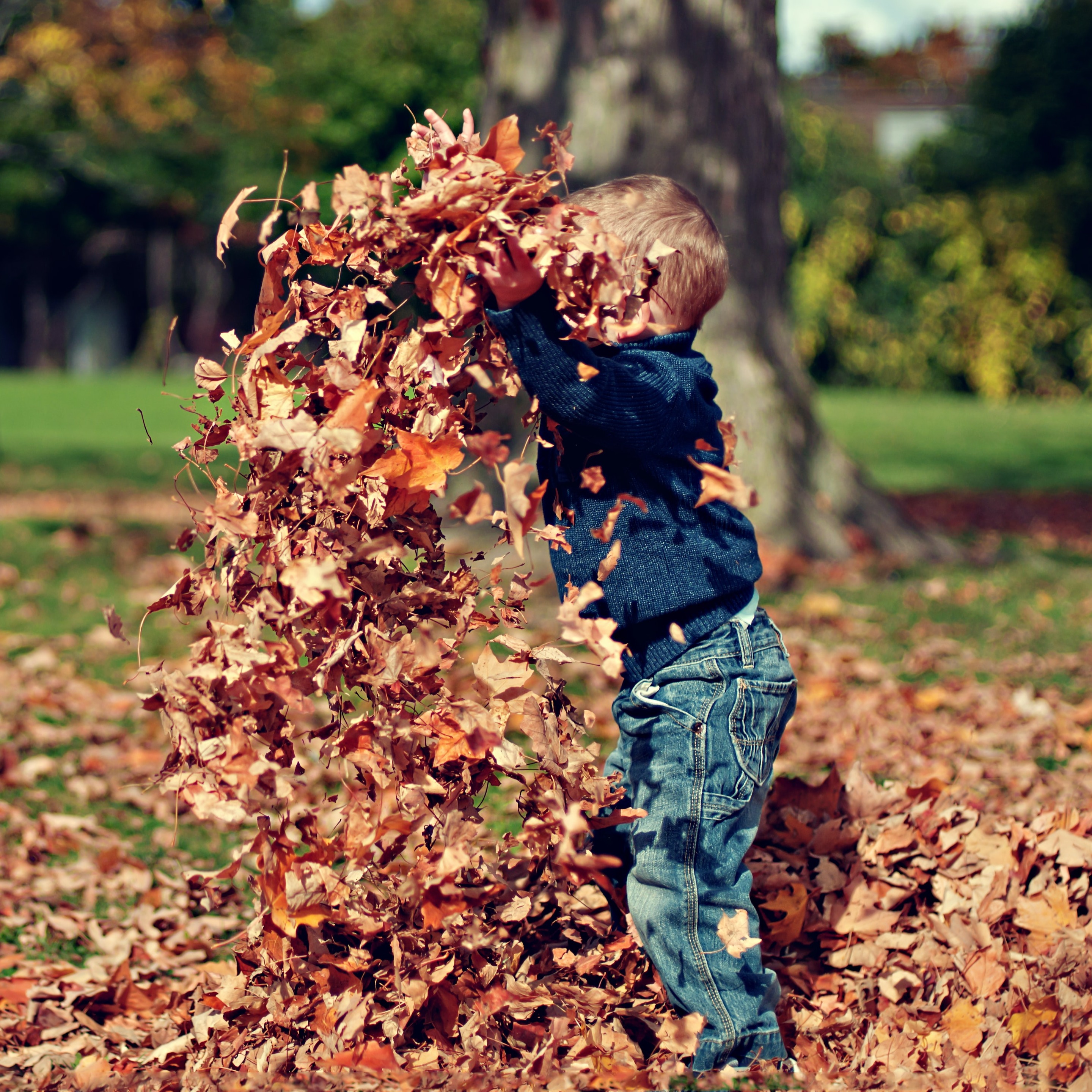 Young child throwing, playing with rust coloured fall leaves