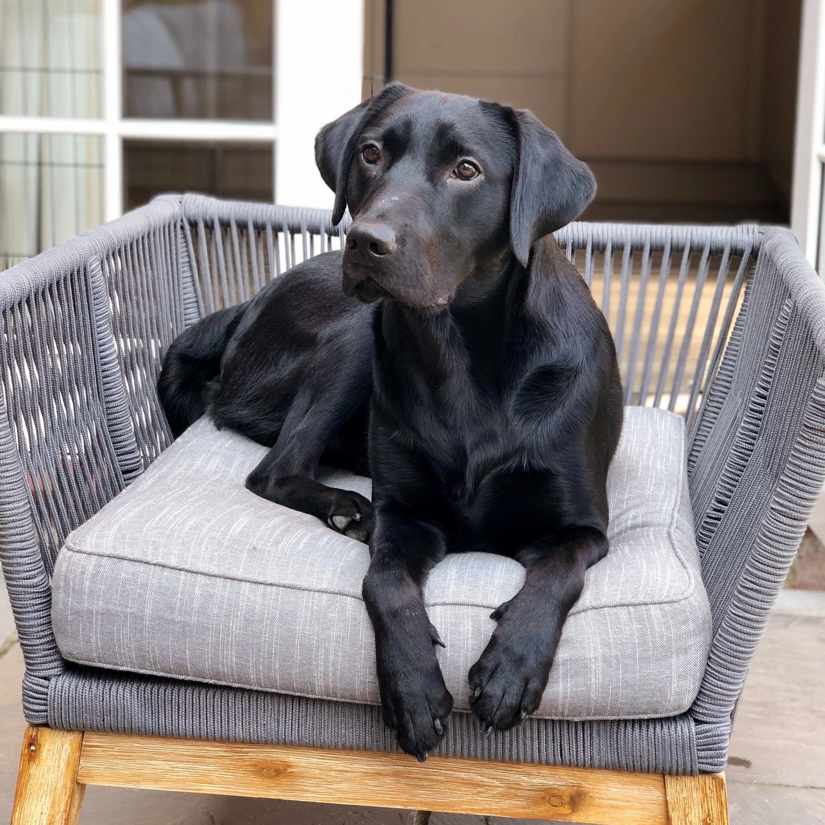 Henry, a black dog, relaxes on a cushioned chair