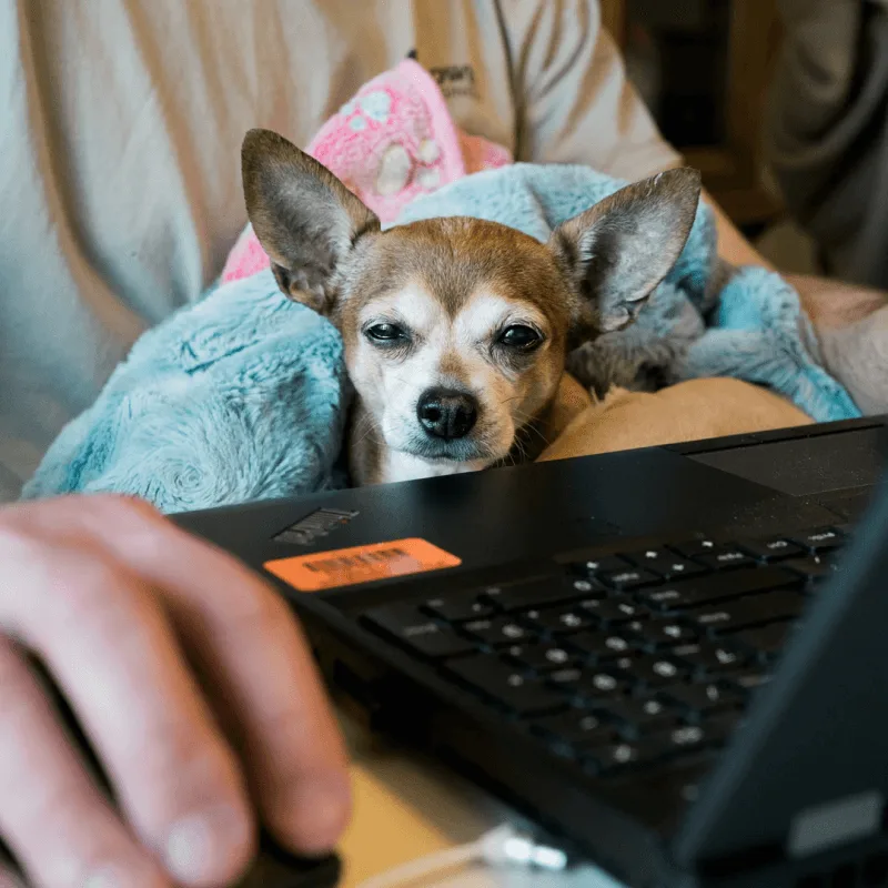 A man works on his laptop with a small dog in his lap
