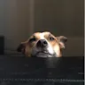 A dog with his head propped on a brown table Wally