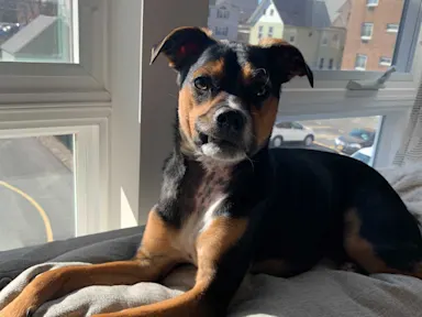 Dog sitting on top of a couch with the city in the background Brody