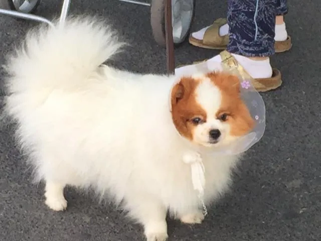 A small dog wearing a cone What to buy for a new dog