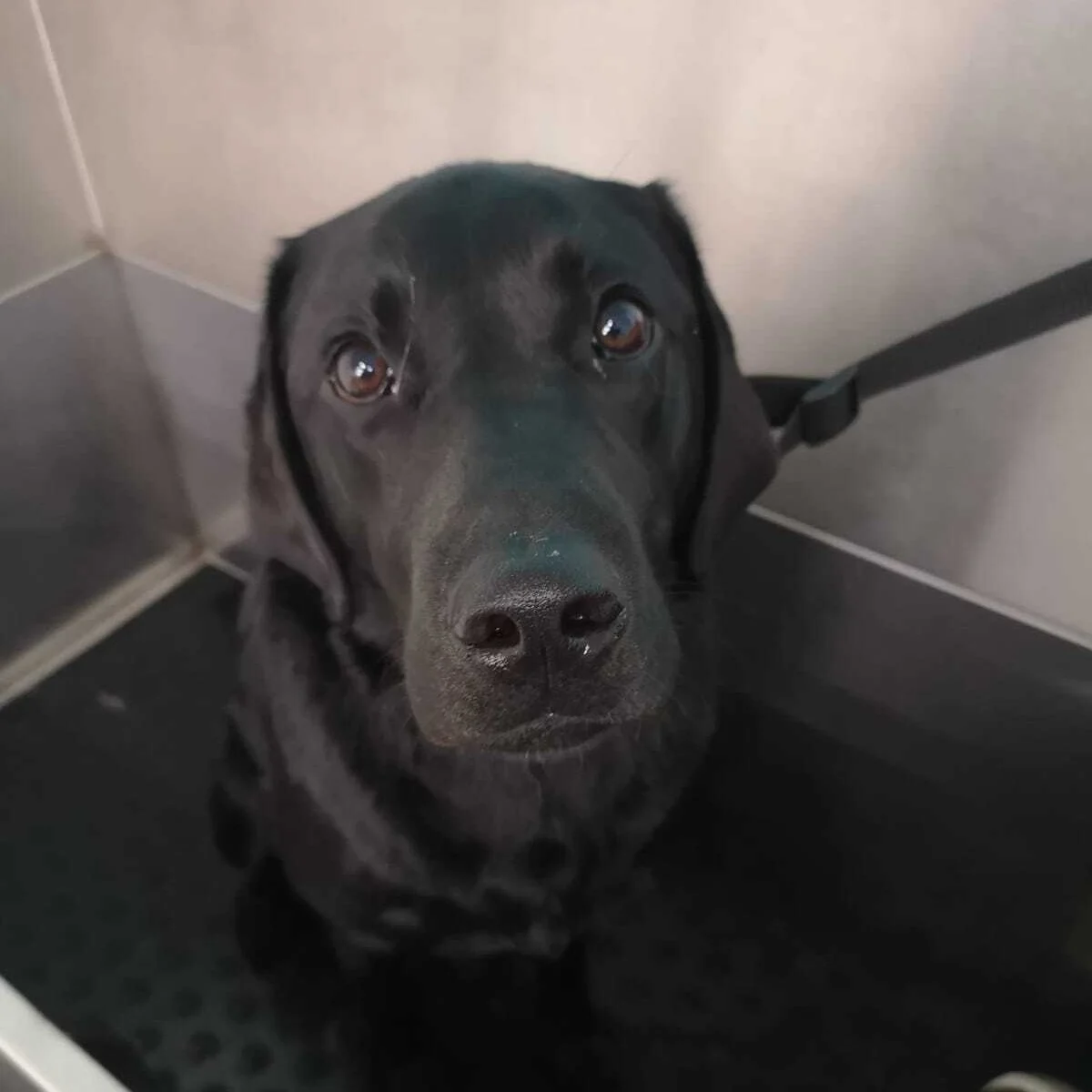 Bobby, a black dog, looking at the camera