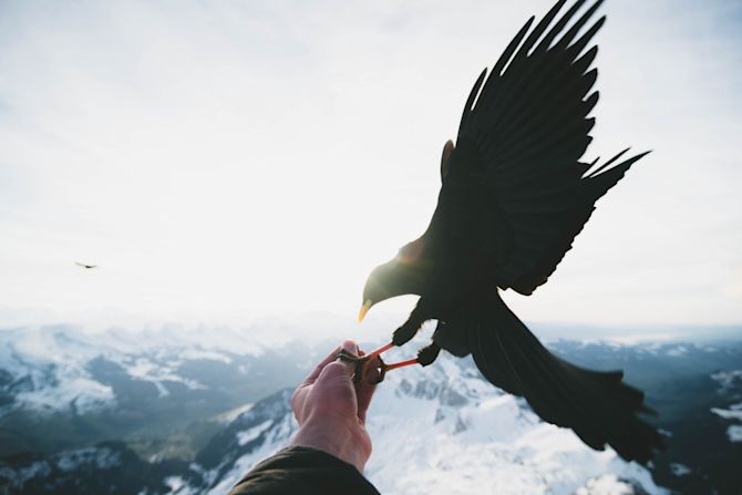 Bird landing on a hand in the mountains Bird landing on a hand in the mountains