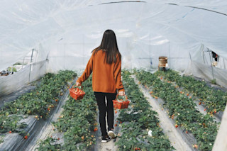 Gardening is the breakout hit of COVID-19