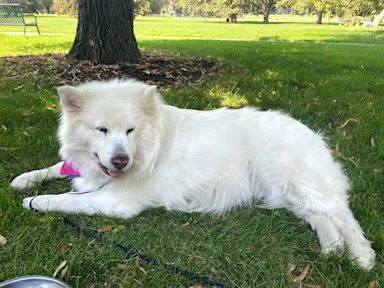 Fluffy white dog laying in the grass under a tree Ellenore
