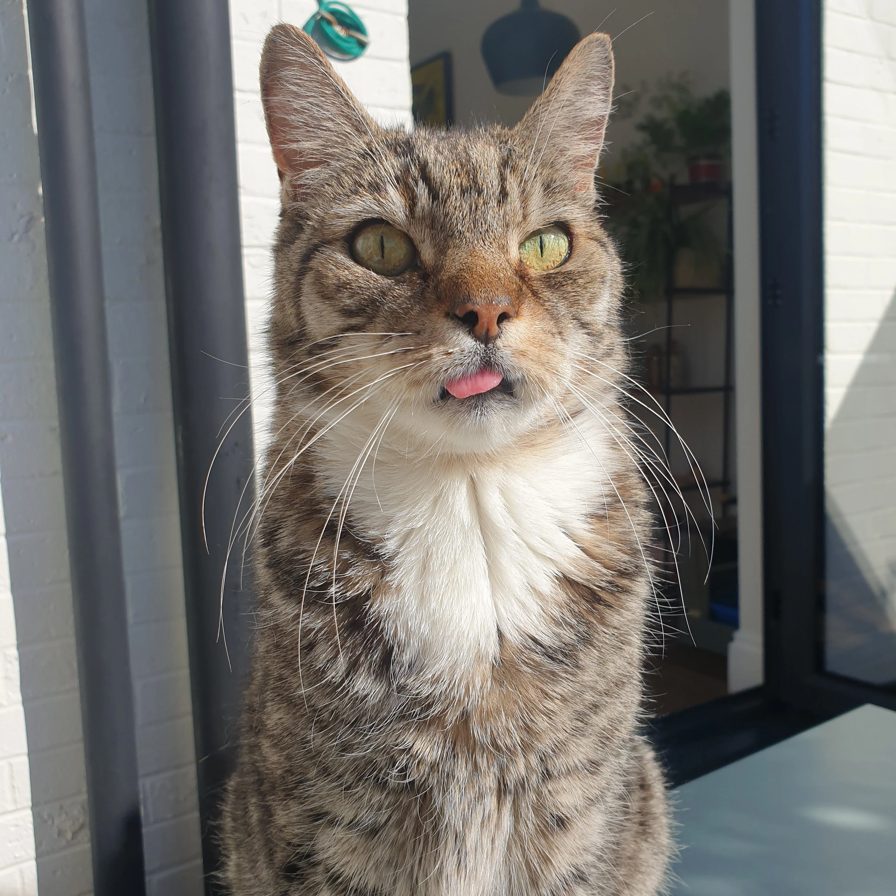 Sausage, a grey striped cat looks to have its tongue hanging out?