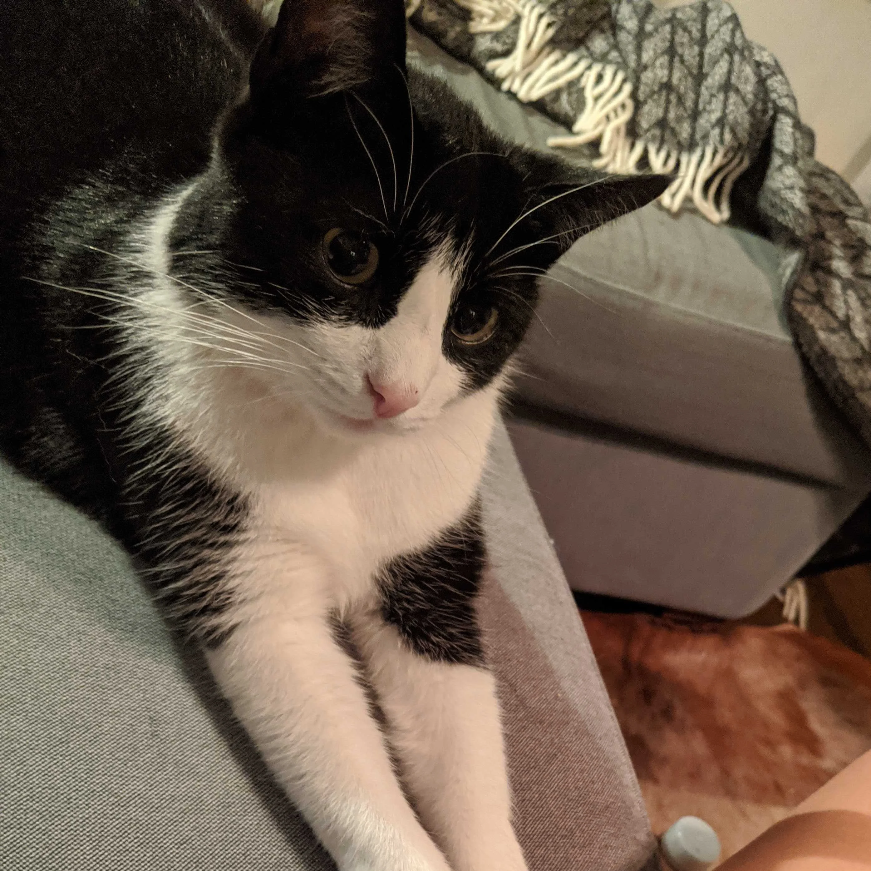 Figaro and George, two cats, lying on a couch