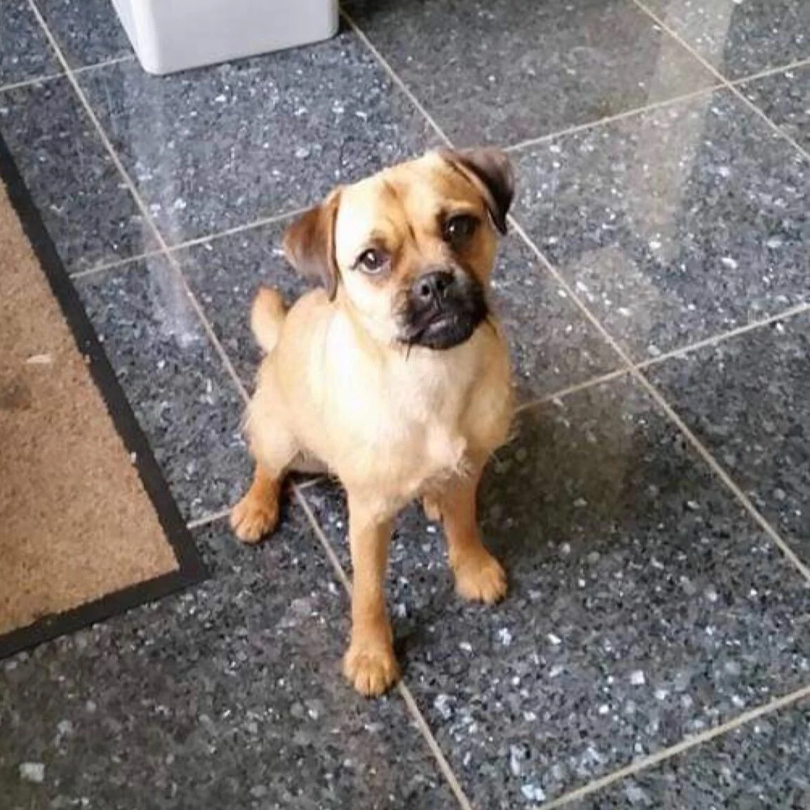 pepper, a brown dog, stands on a kitchen floor looking at the camera