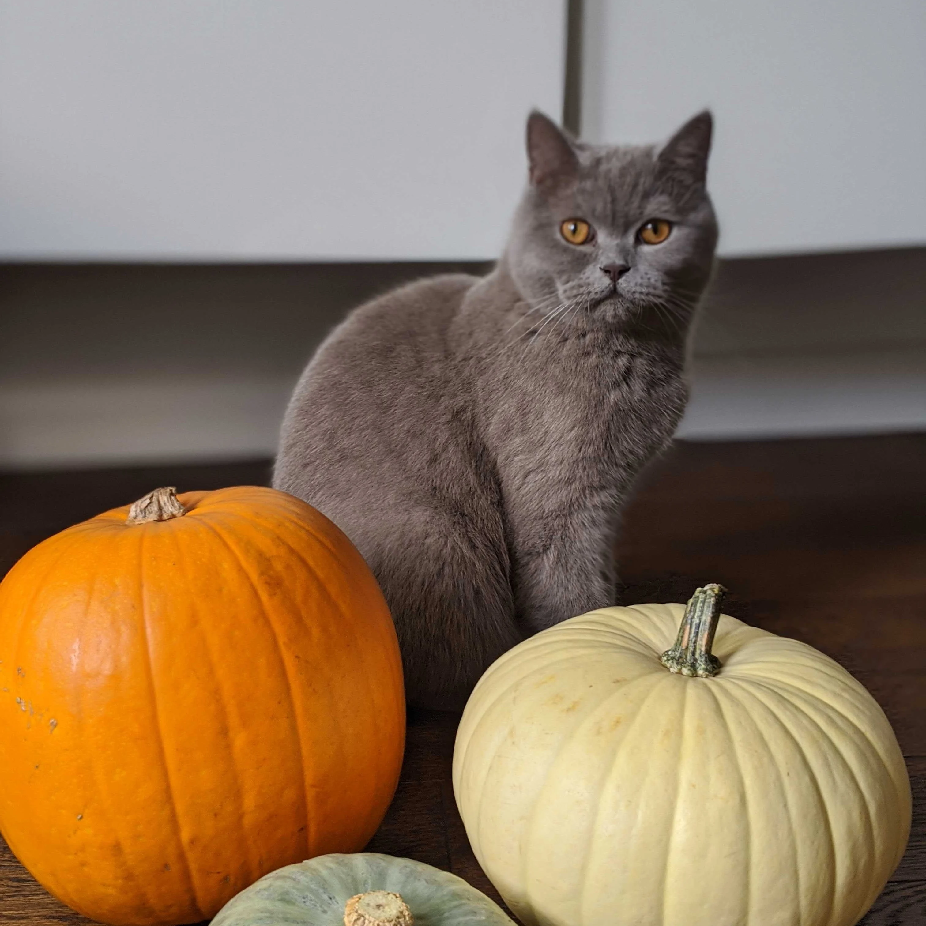 Figaro and George, two cats, sitting behind pumpkins looking somewhat bewildered...