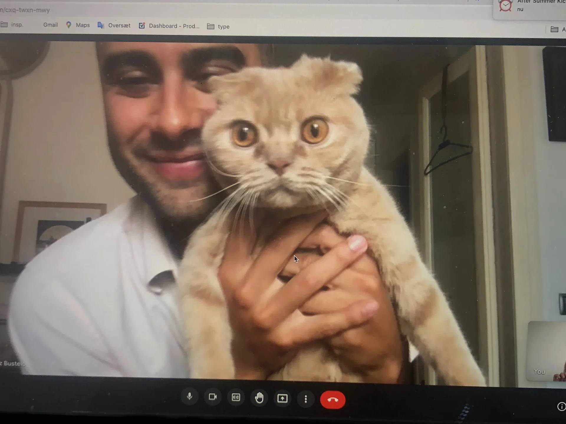 New kitten checklist — Here's everything you need for your tiny feline