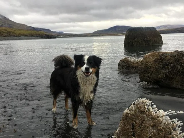 A dog standing in a lake