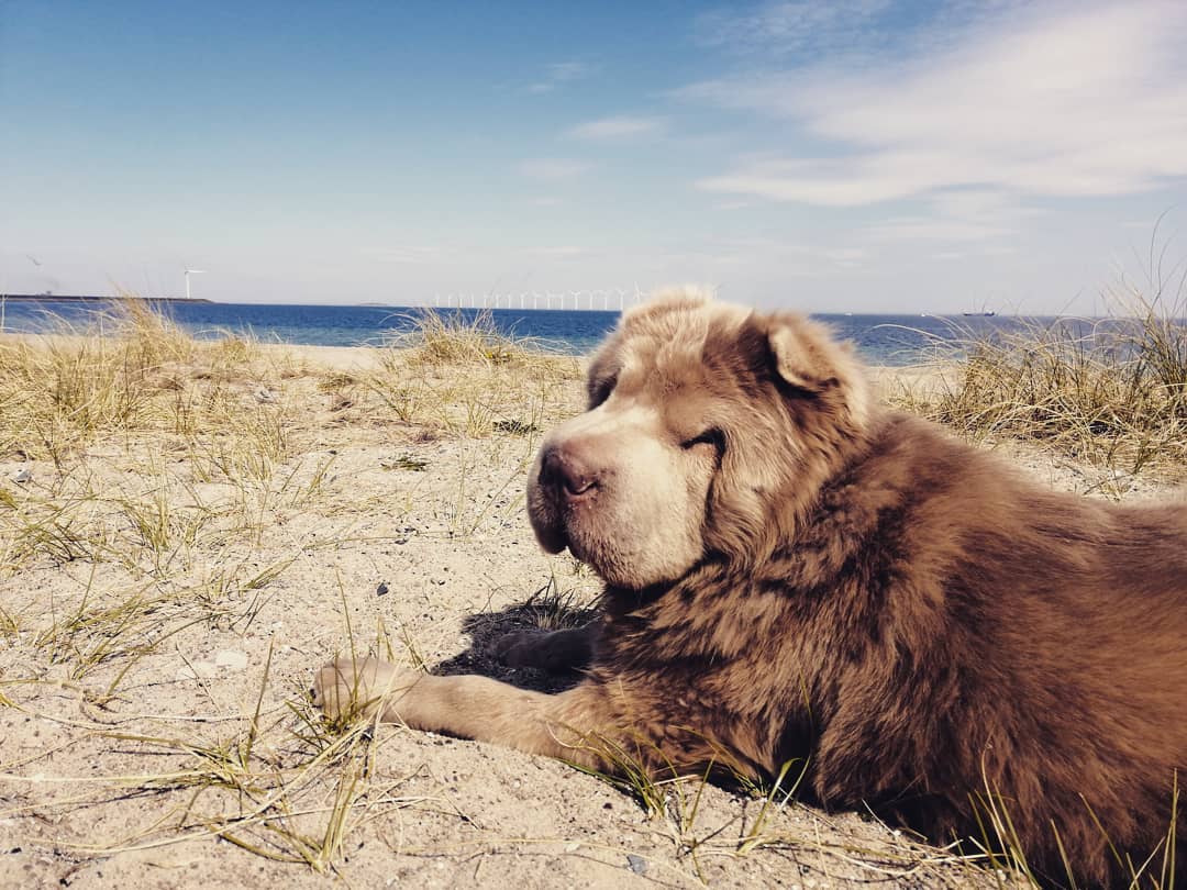 Long hair 2024 shar pei puppy