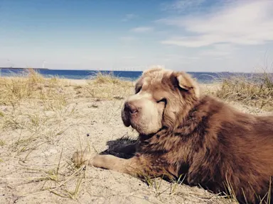 Long hair Chinese Shar-Pei Dog on a beach Leeloo 2