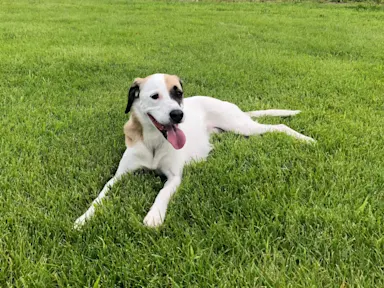 White mixed breed pointer dog laying in the grass in the back yard with her tongue out Maggie