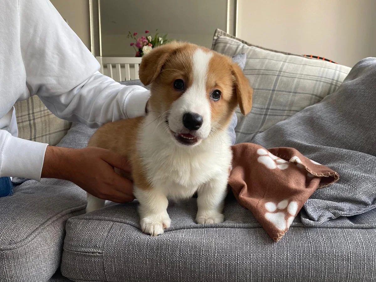 Cute brown and white dog sitting on couch looking at camera
