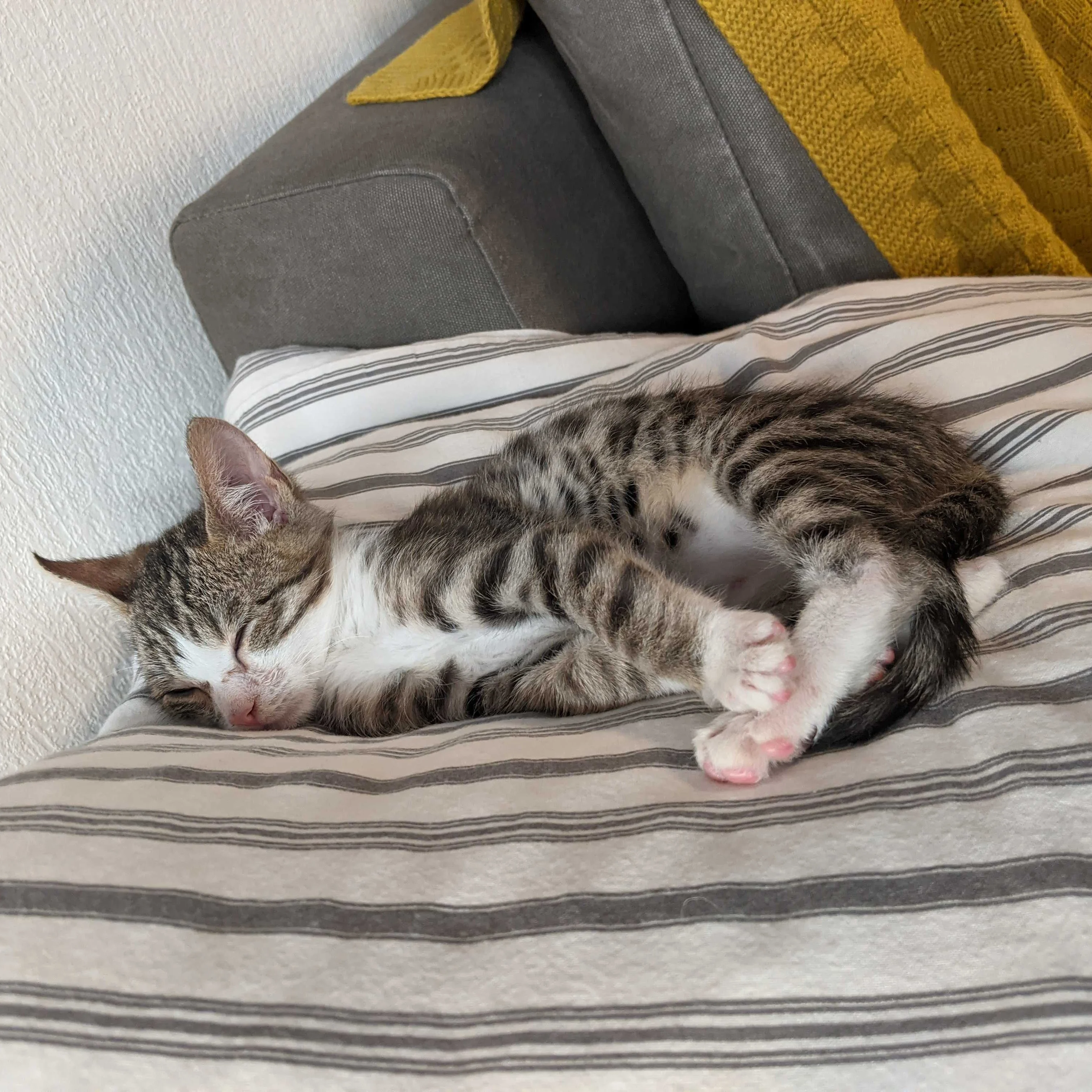 Remus, a striped cat, lies calmly on a cushion