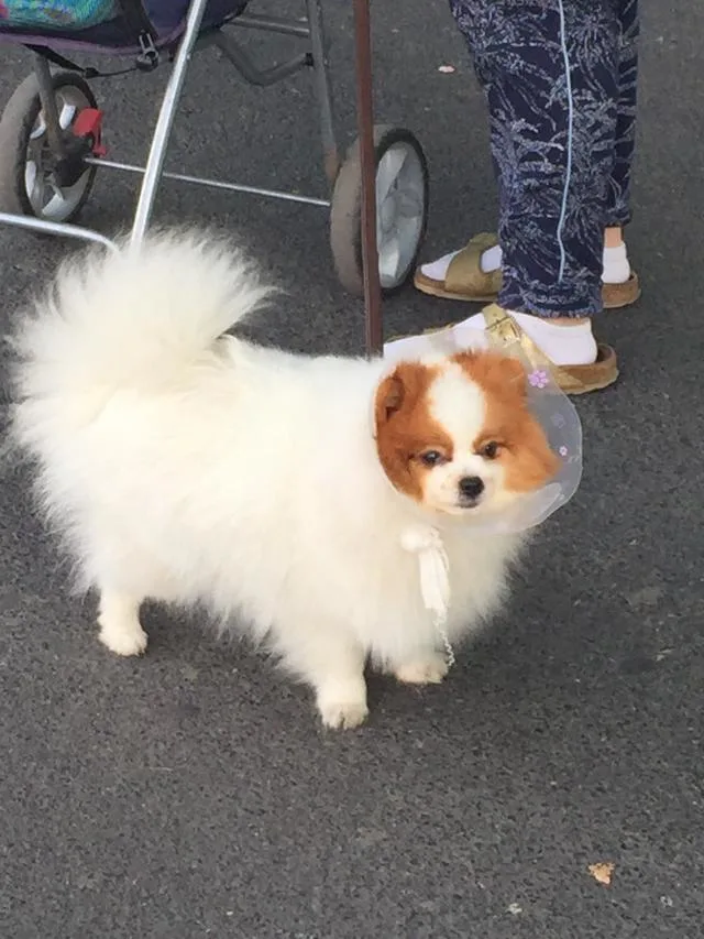 A small dog wearing a cone Pet insurance
