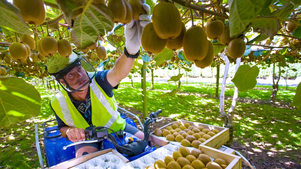 The Kiwi Journey From Seed To Store