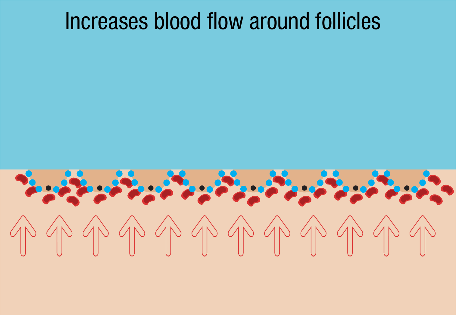 increased blood flow around follicles