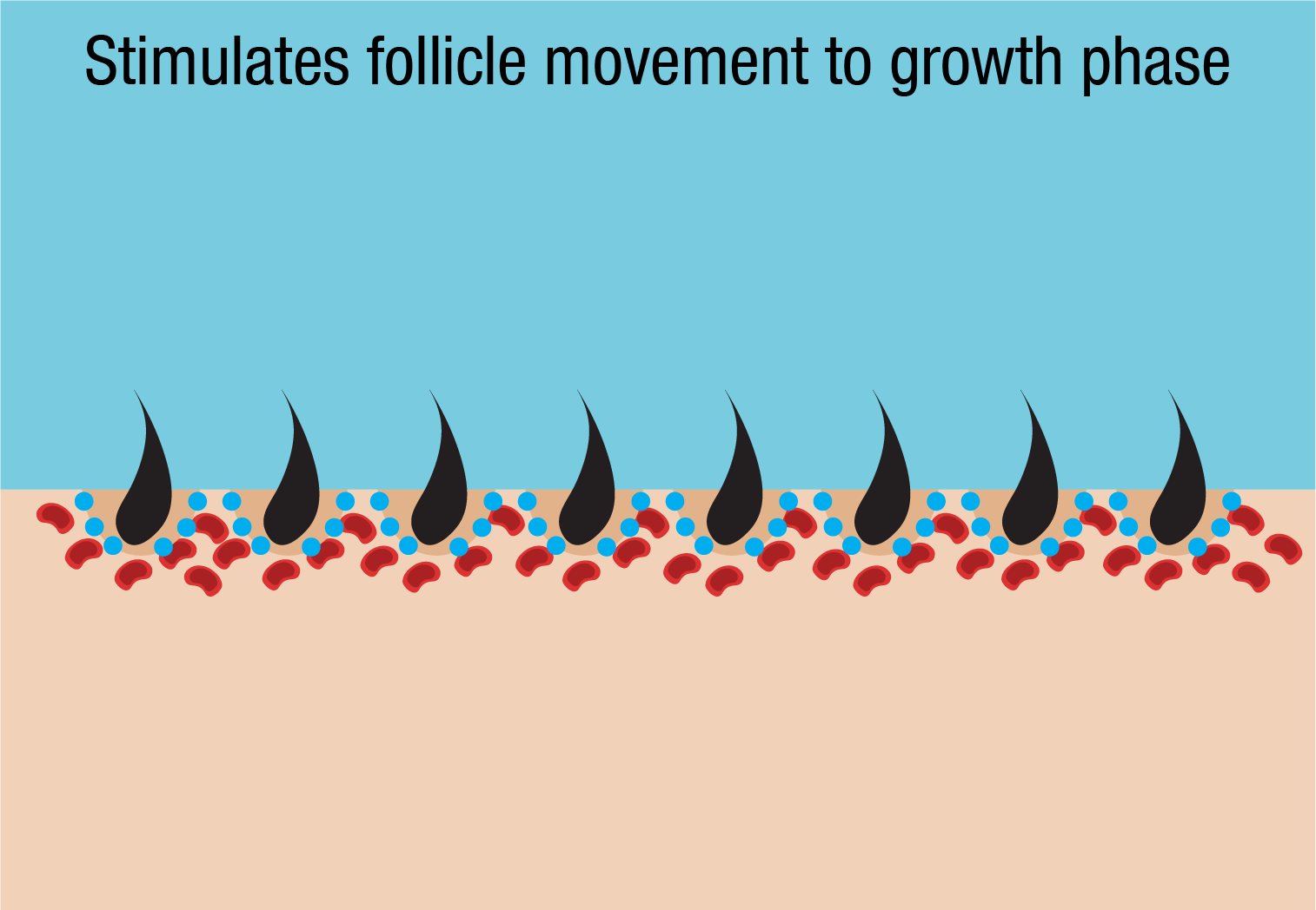 stimulate follicle movement to growth phase