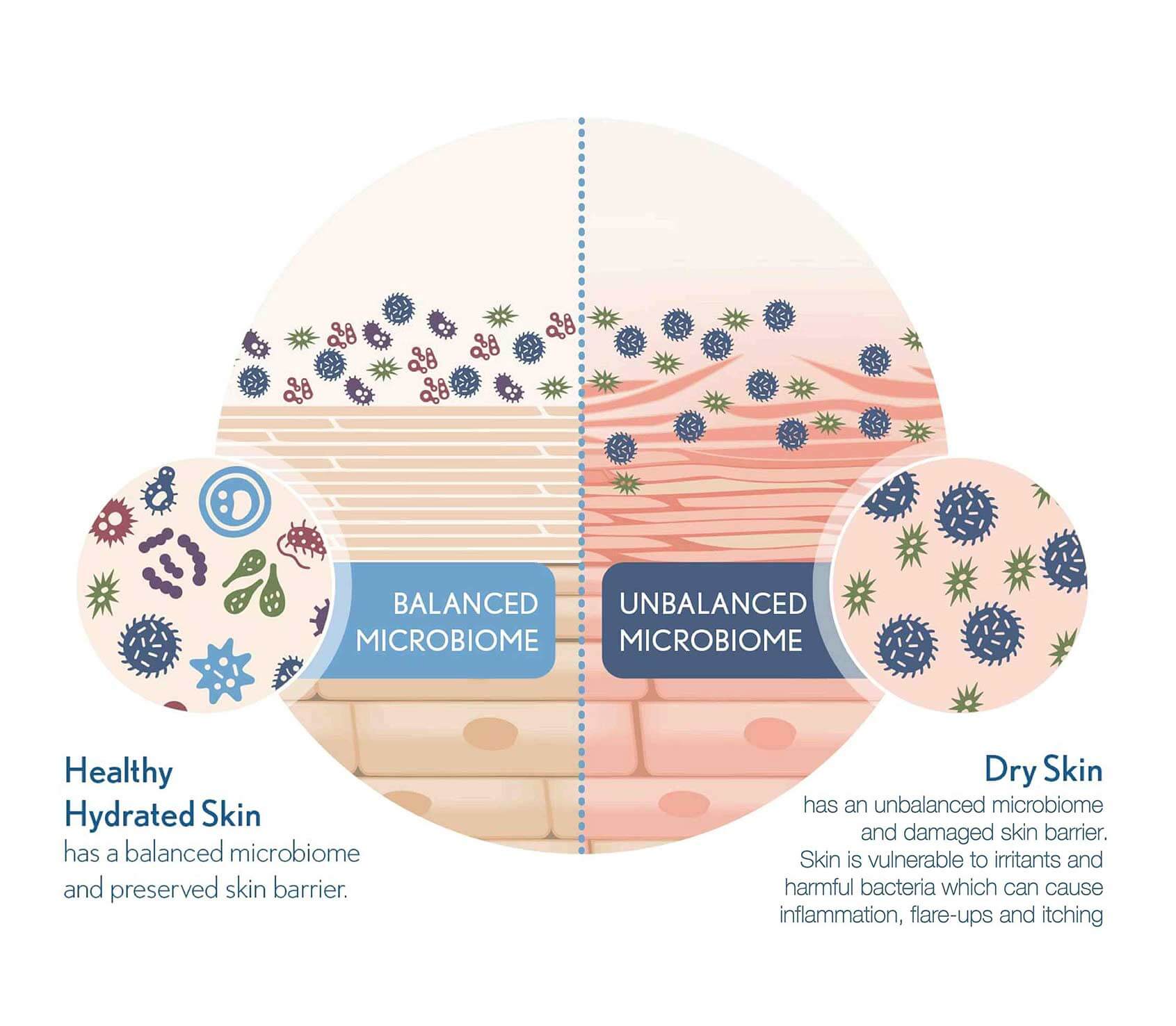 skin microbiome diagram-01 small1