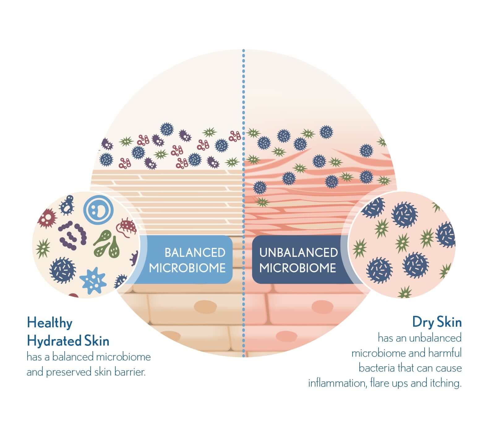 skin microbiome diagram 1