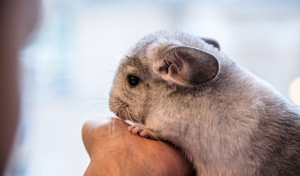 chinchilla